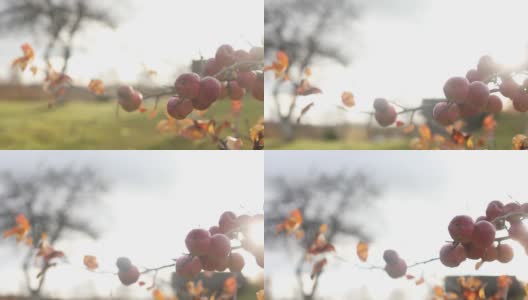 紫菀花于秋园，选择性聚焦高清在线视频素材下载