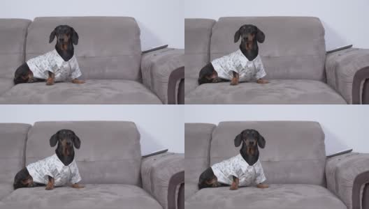 一只可爱漂亮的腊肠狗穿着白衬衫坐在屋里的沙发上，环顾四周。狗为参加聚会打扮了一番高清在线视频素材下载