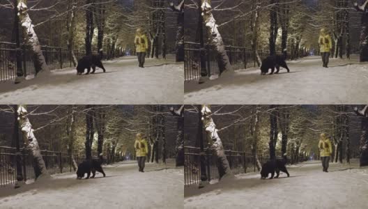 冬天的傍晚，一个穿着黄色连帽衫的成熟女人牵着一只狗和一只猫走在巷子里。高清在线视频素材下载