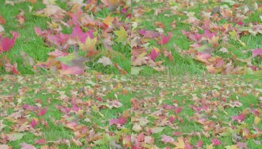 草坪上有那么多五颜六色的枫叶高清在线视频素材下载