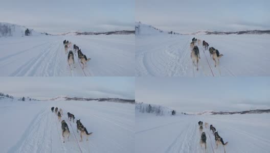 狗在雪中拉雪橇高清在线视频素材下载