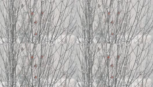 暴风雪中，红腹灰雀坐在树枝上。高清在线视频素材下载