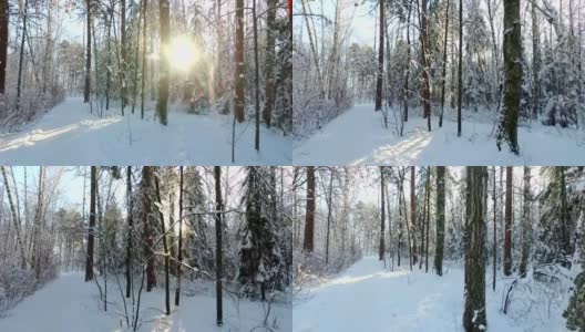 西伯利亚冬天的森林下的雪高清在线视频素材下载