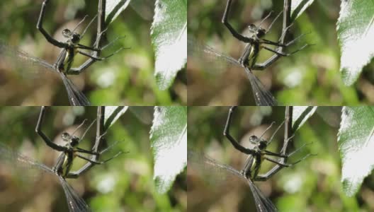 蜻蜓/豆娘交配的微距镜头(5次中的1次)高清在线视频素材下载