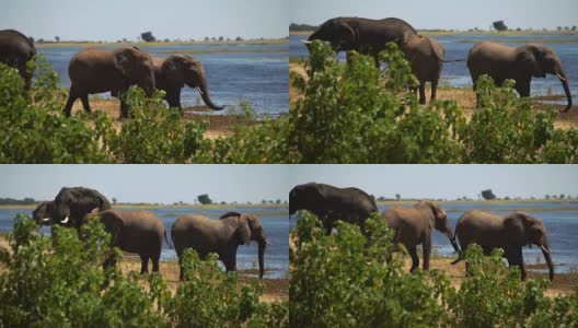 非洲象家族放牧水的乐趣高清在线视频素材下载