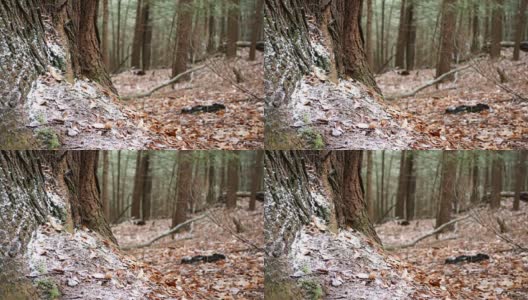 12月下旬，一棵大树的底部聚集了一小块白雪。在厨师森林附近被射杀高清在线视频素材下载