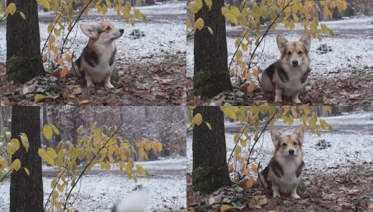 在美丽的冬季森林里散步的威尔士柯基犬。高清在线视频素材下载