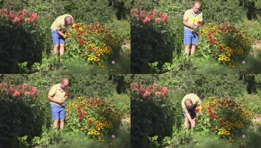 有爱的丈夫，男朋友，男人，穿短裤的男人，在阳光灿烂的花园采摘的花。FullHD高清在线视频素材下载