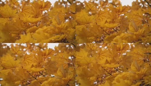 秋天黄色的枫叶在风中摇曳高清在线视频素材下载