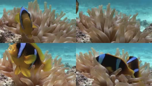 红海水下海葵中的小丑鱼。高清在线视频素材下载