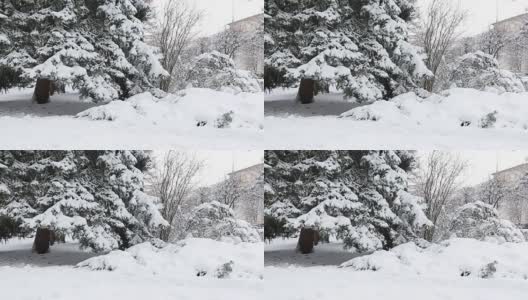 冬冷杉枝上有白霜和雪高清在线视频素材下载