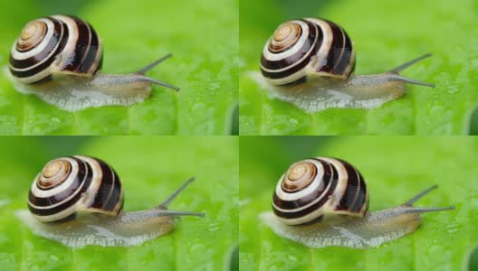 蜗牛的宏观视角高清在线视频素材下载