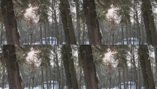 Winter, pine forest.高清在线视频素材下载