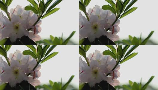 粉红色的杜鹃花，近看，可以看到雄蕊的尖端高清在线视频素材下载