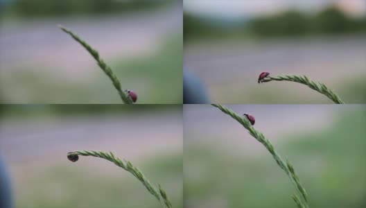 瓢虫在植物上爬行高清在线视频素材下载