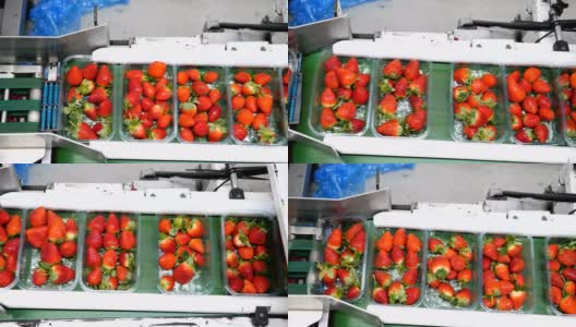 带有草莓包装自动化生产线的水果农场。高清在线视频素材下载