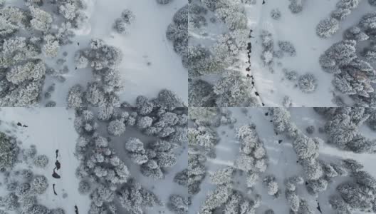 鸟瞰积雪覆盖的树木高清在线视频素材下载