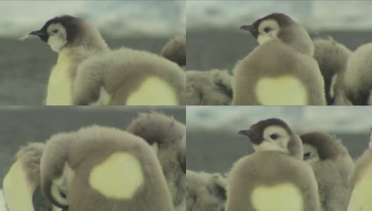 南极洲的帝企鹅高清在线视频素材下载