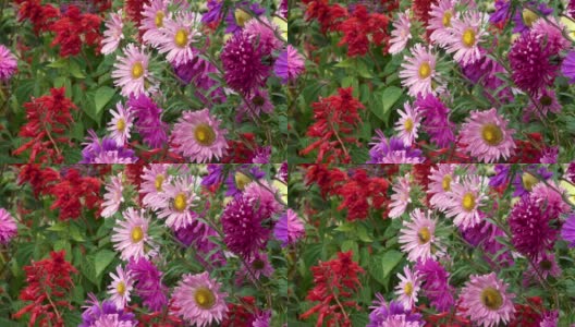 蜜蜂在花园里从鲜艳美丽的秋天花朵上采集花蜜高清在线视频素材下载