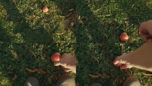 POV SLO MO Farmer捡起了一个掉在地上的苹果高清在线视频素材下载