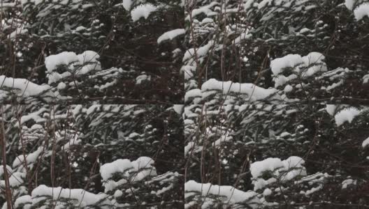 厚厚的积雪覆盖的树木高清在线视频素材下载