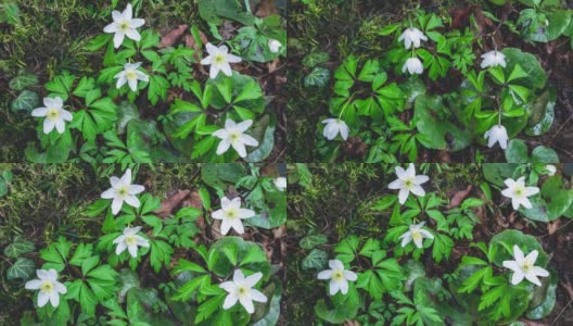 新鲜的春花银莲花在绿色的森林自然中快速绽放高清在线视频素材下载
