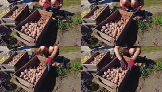 女农民用自己的双手把种植的土豆放在一个盒子里，准备种植土豆高清在线视频素材下载