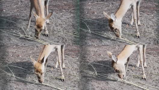 一只吃树枝的鹿的特写镜头高清在线视频素材下载