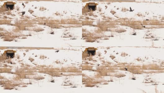 乌鸦在冬天的雪中寻找食物。树上有两种乌鸦(白嘴鸦和西部寒鸦)鸟收集、组。黑鸟迁徙，乌鸦。雪，雪，冰，冻住了高清在线视频素材下载