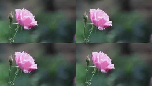 在风中摇曳的玫瑰的特写镜头高清在线视频素材下载