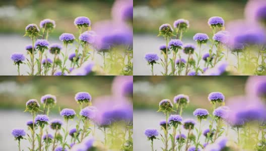 紫色菊花的花坛背景高清在线视频素材下载