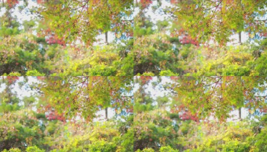 在日本著名的花园中，五颜六色的秋叶在风中摇曳高清在线视频素材下载