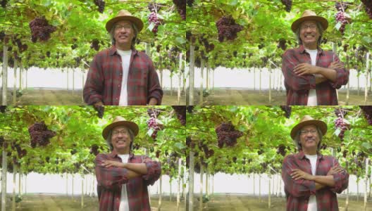 在阳光明媚的日子里，微笑的亚洲老人花园主人双臂交叉站在悬挂的葡萄藤花园的4K肖像。快乐的老年男性农民准备在葡萄园收获成熟的有机葡萄高清在线视频素材下载