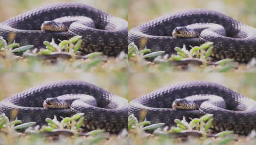 一条大蛇躺在草地上，伸出舌头高清在线视频素材下载