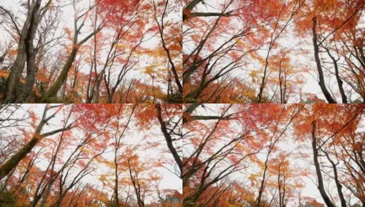 4k橙色枫树在秋天的季节高清在线视频素材下载