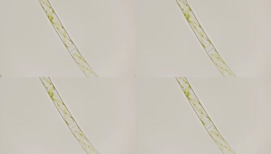 显微镜下的丝状藻类螺旋藻高清在线视频素材下载
