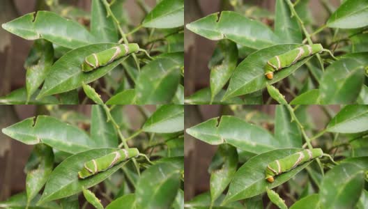 一条绿色的毛毛虫紧紧地爬在一片柑橘树叶上高清在线视频素材下载