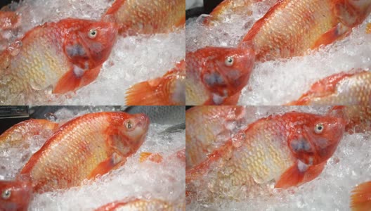 新鲜的红色罗非鱼市场，泰国。高清在线视频素材下载