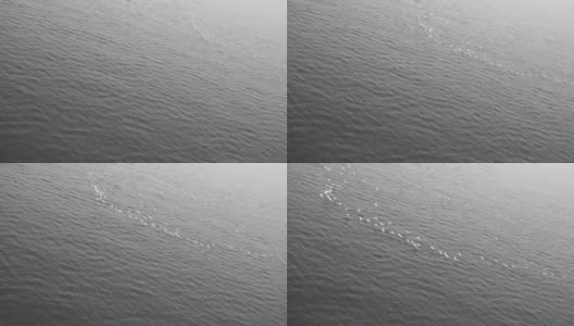在水面上飞行的鸟高清在线视频素材下载