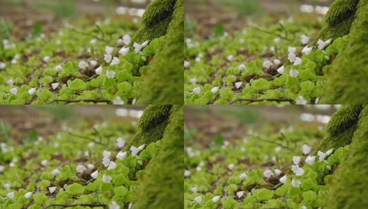 森林里的野花随风摇摆高清在线视频素材下载