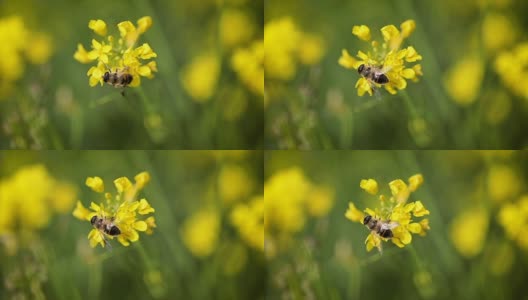 蜜蜂从芥菜花蜜中采集花蜜的慢动作。高清在线视频素材下载