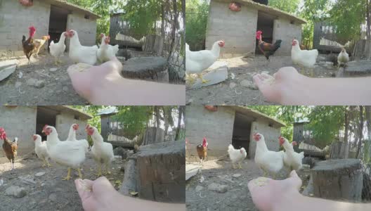 POV的观点是在农村边的院子里用手喂鸡高清在线视频素材下载