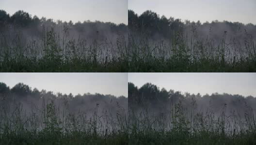 野草和露水薄雾清晨的湖上。概念生态、环境、自然、夏、春、四季。自然明亮的宏观景观高清在线视频素材下载