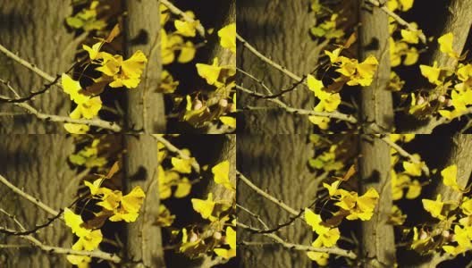 玉簪树在夜晚与抽象的影子在时间推移放大高清在线视频素材下载