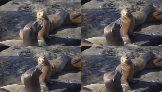 一组海豹的慢动作视频高清在线视频素材下载