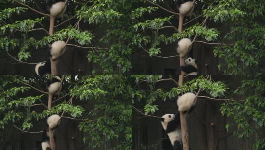 树上三只可爱的熊猫宝宝，4k高清在线视频素材下载