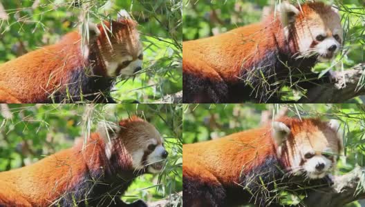 小熊猫(红色・)是竹子吃草高清在线视频素材下载