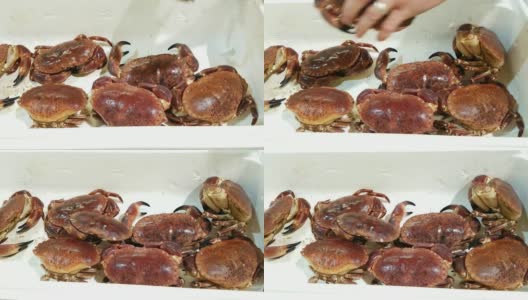 活褐蟹在鱼市展出高清在线视频素材下载