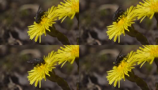 飞虫收集花蜜、花粉的第一春来自母花和后母花，自然背景高清在线视频素材下载