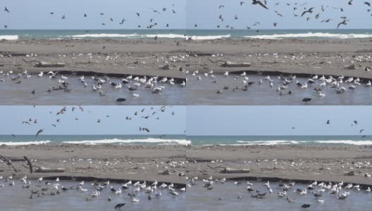 在阿塔卡马沙漠海岸线的阿里卡的卢塔河湿地上，有一群令人惊叹的鸟类和鸟巢，这里是太平洋前候鸟观赏的令人敬畏的濒危之地高清在线视频素材下载